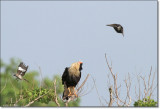 Crested Caracara