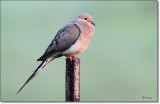 Mourning Dove