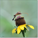 Strangalia virilis