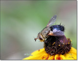 Unidentified Fly