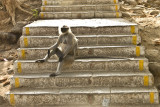 A very hip monkey.