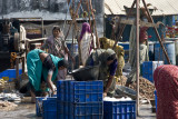 Sorting the catch