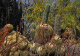 Cactus2web.jpg