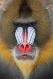 Mandrill2 web.jpg