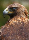 Golden Eagle1 web.jpg