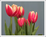 IMG_6290_ Tulips