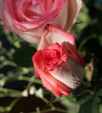 CR2_9074 Roses