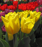  Tulips