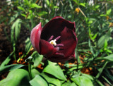 Sunday tulip