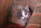 IMG_0026_Little Patches