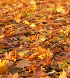 IMG_0021_Morning leaves