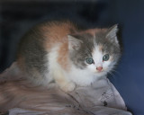IMG_0058_Little Patches