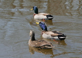 IMG_1676_ Three ducks