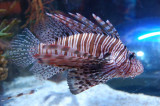 Dubai Underwater Zoo