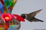 Feeding Humming Bird