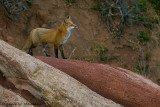 Red Fox