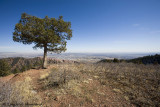 Lone Tree