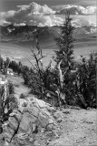 Bristlecones and High Sierra