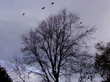 December Crows