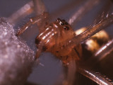 Spider(0002).jpg