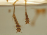 Underwater - Mosquito Larva (0002).jpg