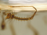 Underwater - Mosquito Larva (0003).jpg