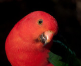 King Parrot photo fixed after some help from friends.