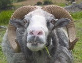 Curious Ram