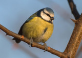 Bluetit