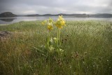 Cowslips