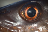 Fish Eye