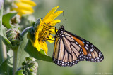 On a sunflower