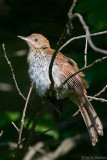 Juvenile Thrasher