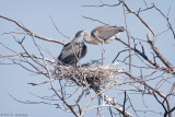 Nesting