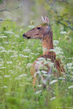 In high grass