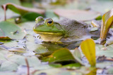 Frog colors