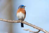 Isolated Bluebird