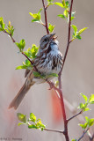 Spring morning