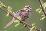Buds and bird