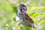 Singing in green