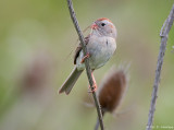 Nest material