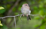 Baby Field Sparrow