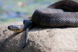 Water snake