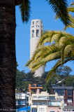 Coit and palms