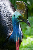 Cassowary