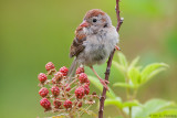 Above the berries