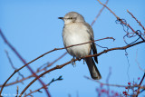 Cold Mockingbird