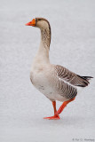 Goose on ice