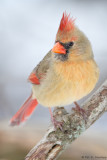 Cardinal and snow