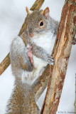Scratching